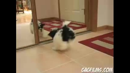 Куче срещу огледало! 