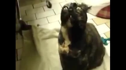 Котка от кеф издава смешни звуци