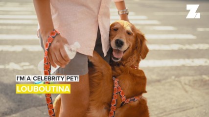 I'm a Celebrity Pet! Loubie the "hugging dog" makes NYC smile