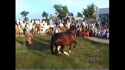 Nisar Stad, Amer Nisar Khan, Korotana Festival, Horse Dancing in Pakistan