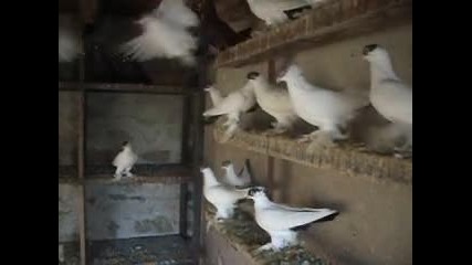 кепета - млади