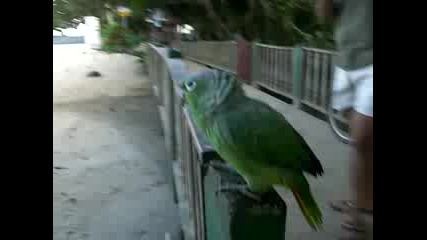 Папагал забавлява туристи