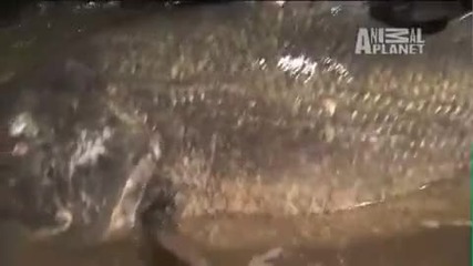 River Monsters - Think Like a Fish 