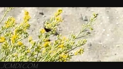 Slow Motion Insect Fly - Offs 300 600fps Casio Ex - F1 
