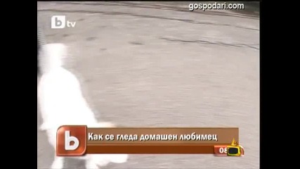 Ромска катастрофа