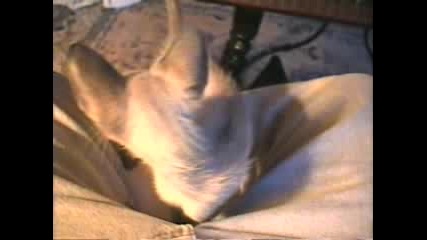 Луда котка мяука
