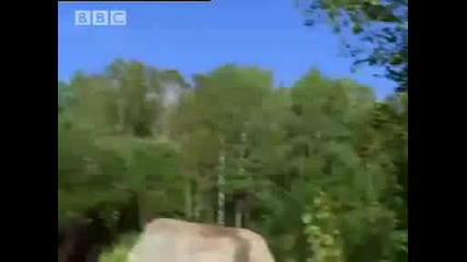 The man who feeds wild Black Bears - Bear Crime - Bbc Animals