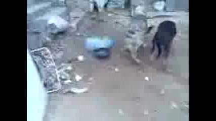 Jenska Qhva Mujkar