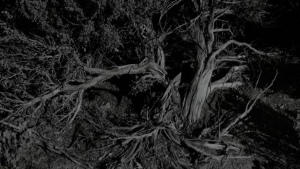 Bray Wyatt Entrance Video