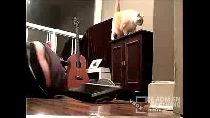Котка се опитва да убие стопанина си 