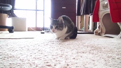 Котка с максимална концентрация !