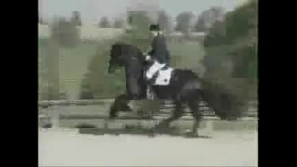 cavalli (per salvarli e altri animali) али ах ал!!! 