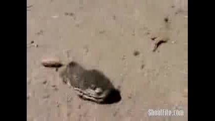 Змия Без Тяло Тръгва Да Напада Хора
