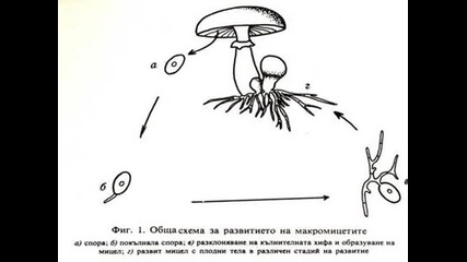 Обща характеристика на гъбите