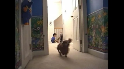 Youtube - Jerry needs no help playing with his ball. 