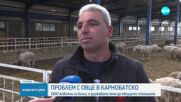 Oвцевъди в Карнобатско твърдят, че животните им са нелечимо болни, БАБХ отрича