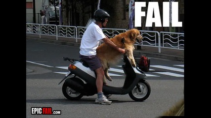 Epic animal fails ;d
