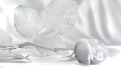 Axn White