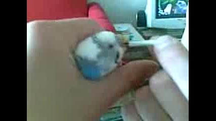 koko pu6i jane