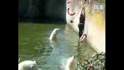 Жена пада при полярните мечки в зоо парк