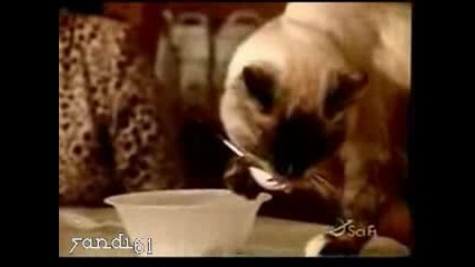 Котка се храни с вилица 