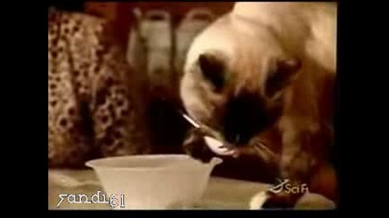 Котка се храни с вилица