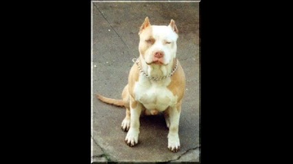 Pitbull 