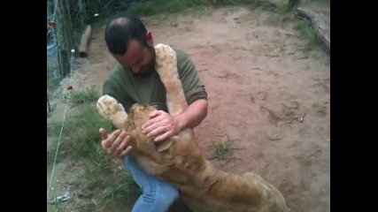 Мъж с взаимна прегръдка с подрастващи лъвове