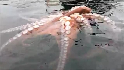 Невероятно голям и красив октопод :)