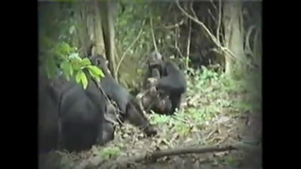 Liger on National Geographic Humanzee