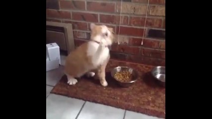котка танцува нарап песента Hot Nigga когато и дадът храна