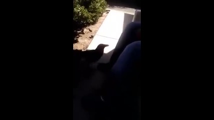 Гарван казва "fuck you"