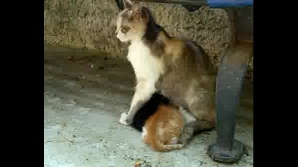 Котката В Двора не Е Наша
