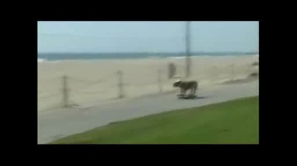 Забавен С Животни