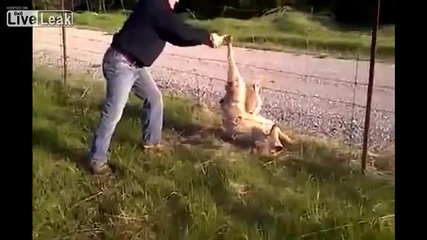Добър човек помага на вълк в беда