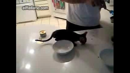 Много Гладна Котка
