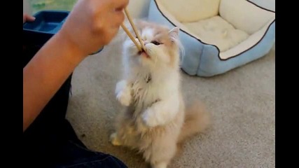 Хранене на котка с клечки