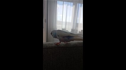 Папагал танцува на "Бангаранга"