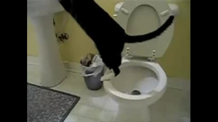 Котката И Тоалетната