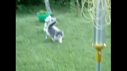 малко коте слиза от дърво