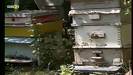 Насаме с пчелите - втора серия - Пчелното семейство (2001)