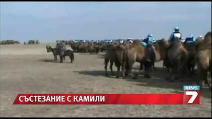 1118 камили се състезаваха в Китай / Рекорд за Гинес