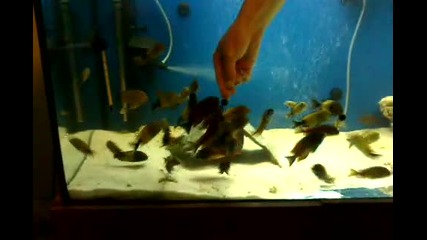 Tropheus Ikola-moliro
