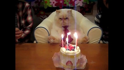 Котка празнува рожден ден 
