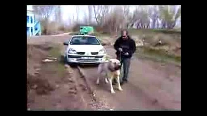 Кангал тегли кола