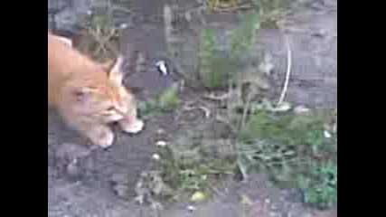 Много Сладко Коте
