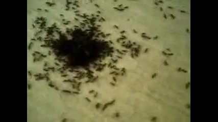 Carnivorous House Ants Eat Live Wasp 