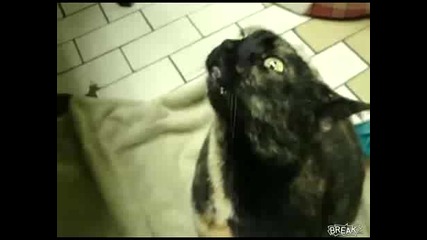 Котка издава странни звуци !