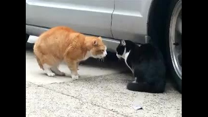 Senile Talking Cat! (the Original)