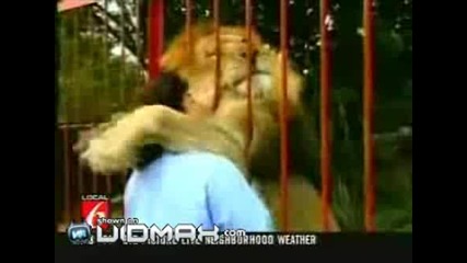Мъж се целува със лъв като със жена 